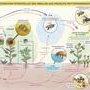 Les différentes voies d'exposition des abeilles et pollinisateurs aux (…)